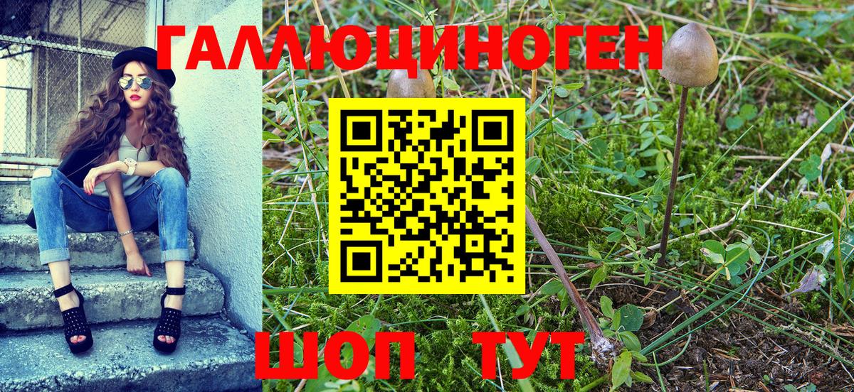 Галлюциногенные грибы Psilocybine cubensis Энгельс
